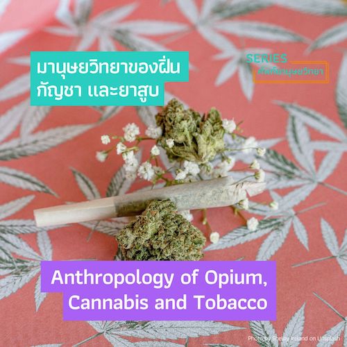รูปภาพของ มานุษยวิทยาของฝิ่น กัญชา และยาสูบ Anthropology of Opium, Cannabis and Tobacco