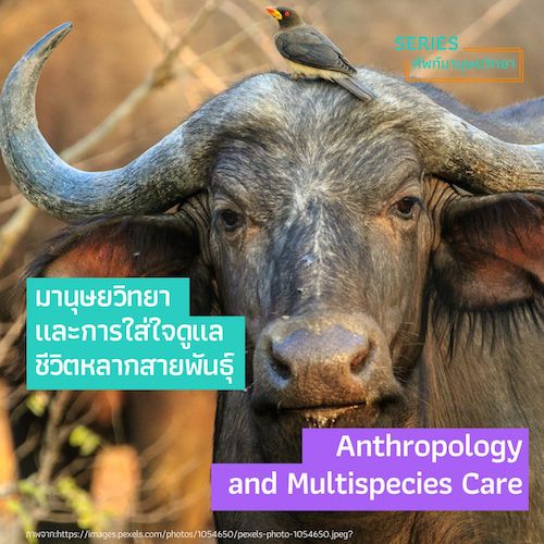 รูปภาพของ มานุษยวิทยาและการใส่ใจดูแลชีวิตหลากสายพันธุ์  Anthropology and Multispecies Care