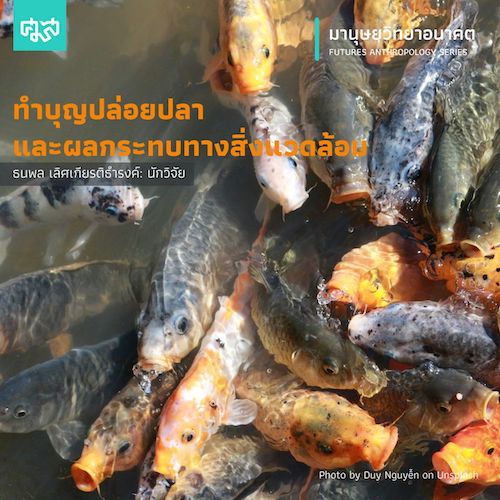 รูปภาพของ ทำบุญปล่อยปลา และผลกระทบทางสิ่งแวดล้อม