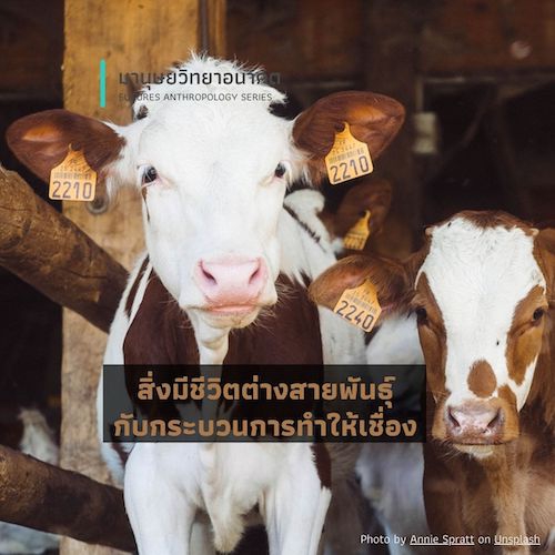 รูปภาพของ สิ่งมีชีวิตต่างสายพันธุ์กับกระบวนการทำให้เชื่อง