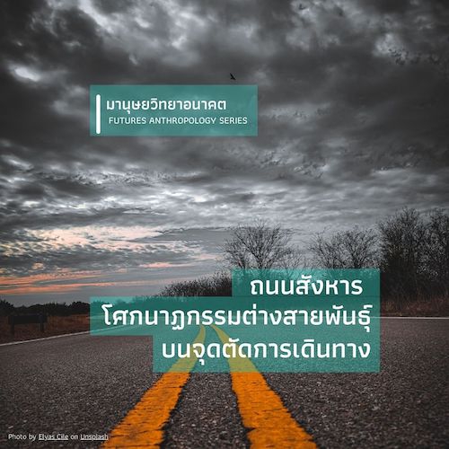 รูปภาพของ ถนนสังหาร: โศกนาฎกรรมต่างสายพันธุ์บนจุดตัดการเดินทาง